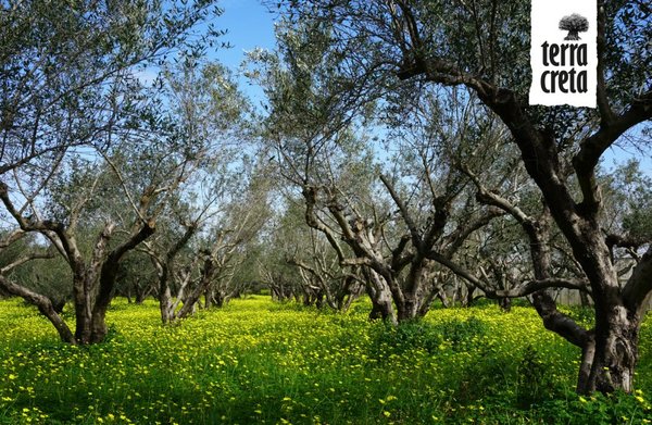 griechisches Olivenöl und Balsamico